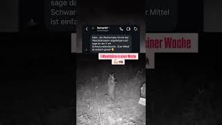 5 Waschbären in einer Woche gefangen🪤🦝 fallenjagd Lockmittel jagd wald jagen raubwild [upl. by O'Toole437]