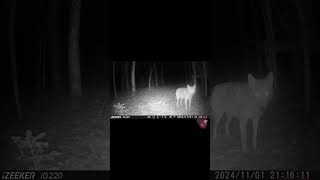 Mix coyotes du dernier mois coyote coyotes viralvideo [upl. by Zollie]