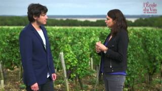 The Médoc and Graves What makes these wines so unique [upl. by Lashar]