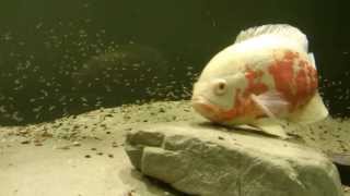 Astronotus Ocellatus Fry  6 days old [upl. by Ahselef133]