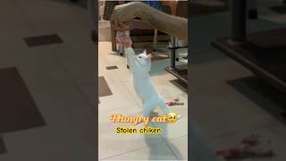 Hungry cat stolen chicken🫢 viralshorts catvideos Snowyworld12 [upl. by Frieda]