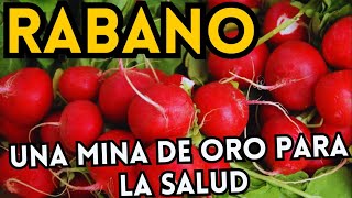 Beneficios del rábano  15 propiedades y beneficios del rábano como se come y contraindicaciones [upl. by Spike]