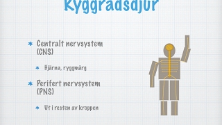 Nervsystem hos människan och olika djurgrupper [upl. by Rice539]