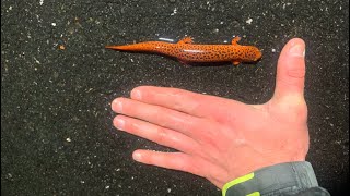 Neon Orange Salamander Real Life Charmander [upl. by Euton]