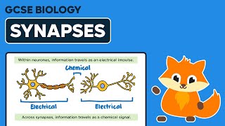 Synapses  GCSE Biology [upl. by Raybourne]