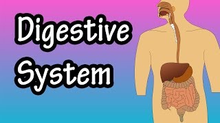 What Is The Digestive System  How The Digestive System Works  Digestive System Function [upl. by Cormack]