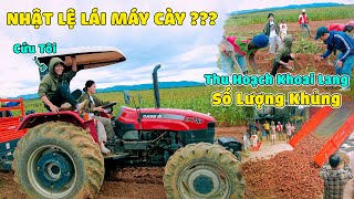 Quanglinhvlogs  Nhật Lệ Thay Em Trai Lái Máy Cầy Đi Thu Hoạch Khoai Lang Cực Khủng [upl. by Nor]