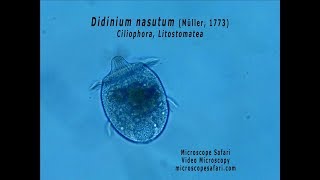 Didinium nasutum [upl. by Allemap]