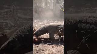 Komodo dragons extraordinary speed when attacking goats😱 [upl. by Dumanian]