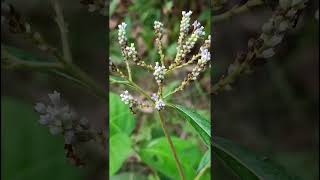 Neanotis sahyadricaRubiaceae family [upl. by Thirzia]