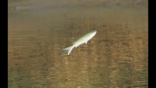 1131018 The flathead grey mullet jumping out of water at Nangong [upl. by Anitnelav]