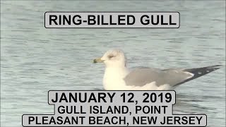 RingBilled Gull  Gull Island Point Pleasant Beach New Jersey [upl. by Anotal]