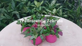 Tradescantia Zebrina Propagation  Wandering Jew Plant [upl. by Ahsenwahs157]