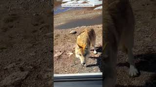 A man rescues a wolf and then… cuteanimals wolf shorts [upl. by Leanne]