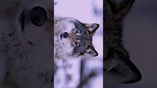 Animals  Transformation  4K✨ [upl. by Segal]