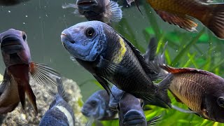 Why feeding tropheus cichlids is the best [upl. by Zeb]