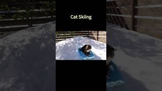 Cat Skiing shorts animals cat [upl. by Ackley]