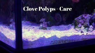 Clove Polyps Coral  Care [upl. by Ahaelam195]