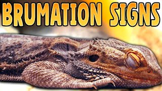 Bearded Dragon Brumation Signs How Do I Know if My Bearded Dragon is Brumating [upl. by Langan68]