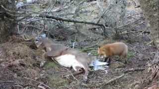 Red fox eating an Anticosti buck [upl. by Arrat]