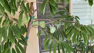 Potted Atemoya Fruit Tree In SoCal [upl. by Llenahc]