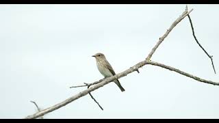 Grauschnäpper spotted flycatcher muscicapa striata birds [upl. by Yelnikcm427]