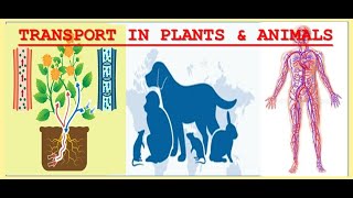 Unit 5 full review Transport in plants amp Animals [upl. by Maidy]