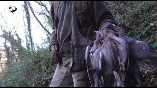 CACCIA AL COLOMBACCIO a FERMO  Wood Pigeon Hunting [upl. by Saidnac]