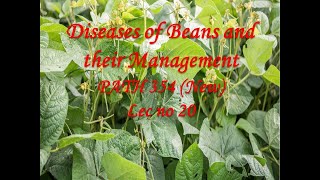 Diseases of Beans and their Management PATH 354 New Lec no 20 [upl. by Thomson421]