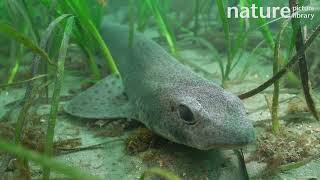 Small spotted catshark  Dogfish resting in a Common eelgrass meadow Cornwall UK [upl. by Eenolem]