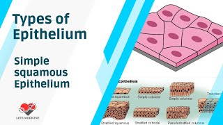 Types of Epithelium and Simple Squamous Epithelium [upl. by Loring]