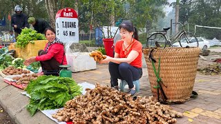 Harvesting Ginger Goes To Market Sell Caring for Fish Chickens on the Farm [upl. by Ttebroc]