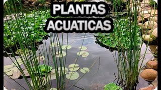 Las 5 PLANTAS ACUÁTICAS para principiantes No necesitan CO2 NI SUSTRATO NUTRITIVO [upl. by Clint]