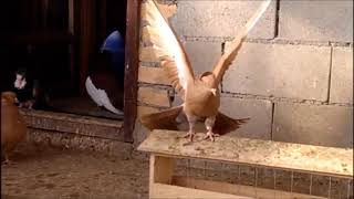 Pigeon Serbian Highflyer 2018 [upl. by Zsa Zsa225]