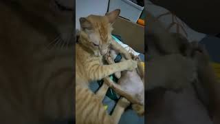 Clingy Cats short shorts shortvideo shortsvideo [upl. by Etteloiv]