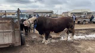 BIGGEST GIANT BULLS IN THE WORLD 2024 [upl. by Oremor]