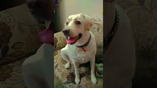 Noor hi Noor h eyes mailovelikeandsubscribe labrador himachalpradesh cute [upl. by Philip]