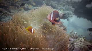 Daryl Laut Wreck Caban Island [upl. by Elwira563]