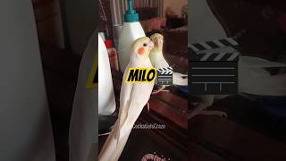 Milo in action 🎬🦜 cockatielscraze [upl. by Nay]