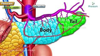 Anatomy of Pancreas Animation  Parts Relations Blood vessels Innervation Lymphatics Embryology [upl. by Meredeth45]