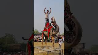 Camel dance 2024wedding dance camel Rajasthan 2024youtube dance dj viralvideo ytshorts [upl. by Amirak]