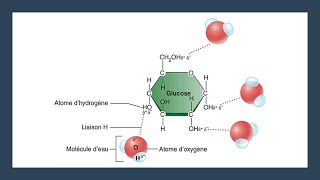 Capsule20BBiochimie de la cellule [upl. by Nelluc]