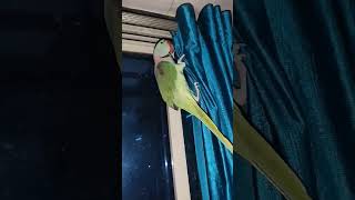 Parrot playing parrotvideo parrotlover parrots parrottalking parrotsinging parrotplaytime [upl. by Welby317]