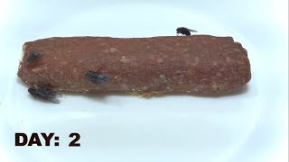 Cevapcici Mici  Mititei Time Lapse 55 Day [upl. by Dowlen]