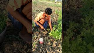 Harvesting Hybrid Coriander shorts [upl. by Eelyah]