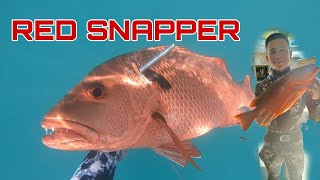 RED SNAPPER  STONED RED  SPEARFISHING PHILIPPINES [upl. by Zoi]