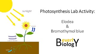 Photosynthesis video lab Elodea amp Bromothymol blue [upl. by Inessa201]