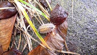 Dornfühlerassel Porcellio spinicornis [upl. by Ahsirak]