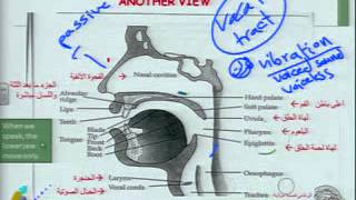 الصوتيات والنظام الصوتي1Phonetics amp Phonology [upl. by Drawoh482]