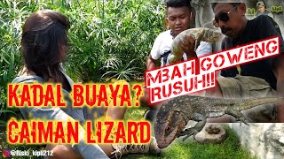 KADAL AMERIKA YANG MAHALHARGA PULUHAN JUTAcaiman lizard feat mpok Jum official [upl. by Rolph638]